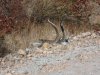 Rattle snakes 003.jpg