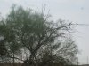 dove opener 9-1-11 034.JPG