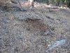 deer 2009 005.jpg