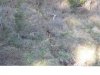 deer 2010 005.jpg