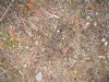 washington elk hunt 2011 025.JPG