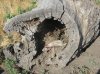 Squirrels,turkeys, & deer 7-4-12 011.JPG