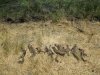 Squirrels,turkeys, & deer 7-4-12 018.JPG