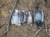 dove opener 9-1-11 029.JPG