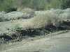 quail 2010 010.JPG
