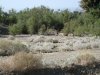 quail 2010 012.JPG