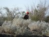 quail 2010 005.JPG