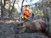 Elk2015.JPG