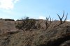 IMG_2530.jpg