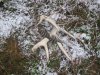 washington elk hunt lll 2011 035.JPG