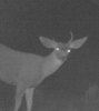 Deformed d16 buck-1.jpg