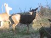 deer 2010 013.jpg