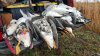 tail_gate_geese_12_18_15.jpg