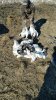 geese_jan2_2016_2.jpg