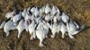 geese_jan2_2016_1.jpg