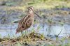 Gallinago_stenura_-_Laem_Pak_Bia.jpg