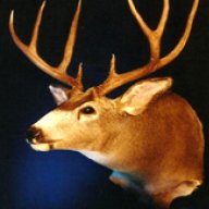 Taxidermyguy