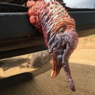 Turkeynugs