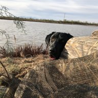 Birdhunter37