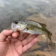 SwinginBass