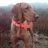 vizsla_hunter