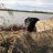 Birdhunter37
