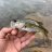 SwinginBass