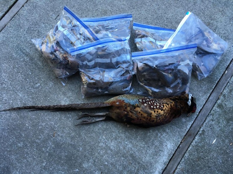 doves-and-pheasant1.jpg
